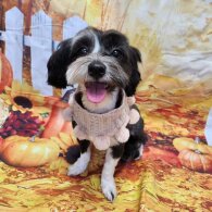 Havanese - Both