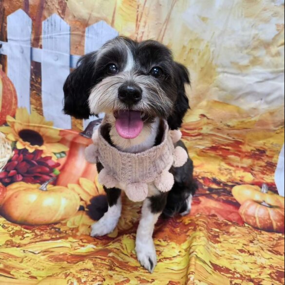 Havanese - Both