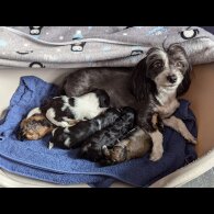 Havanese - Both
