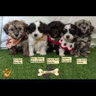 Havanese - Both