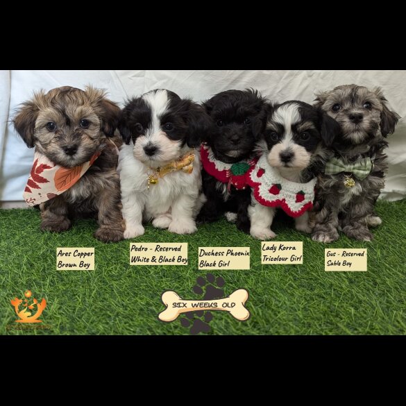Havanese - Both
