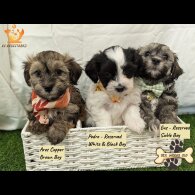 Havanese - Both