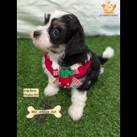 Havanese - Both