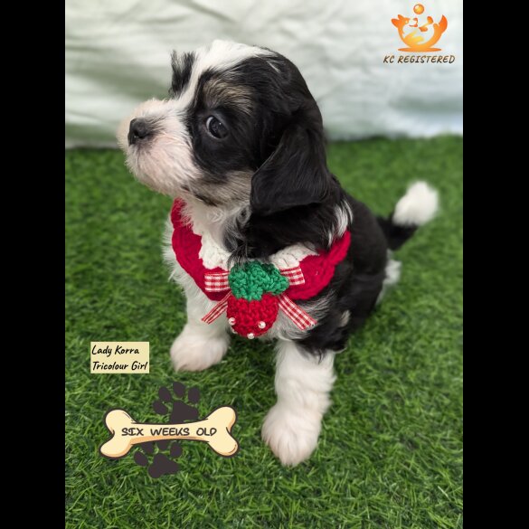 Havanese - Both