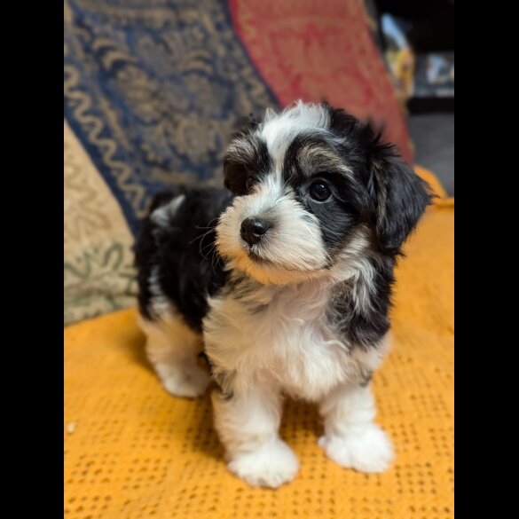 Havanese - Both