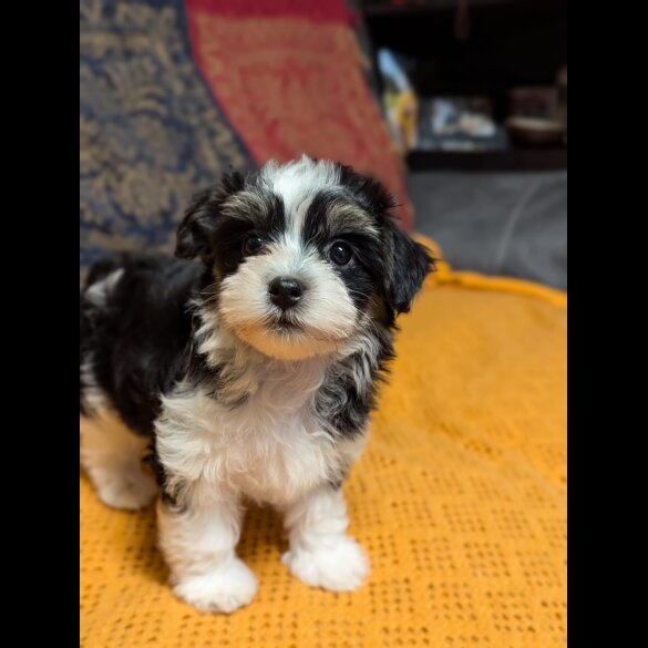 Havanese - Both