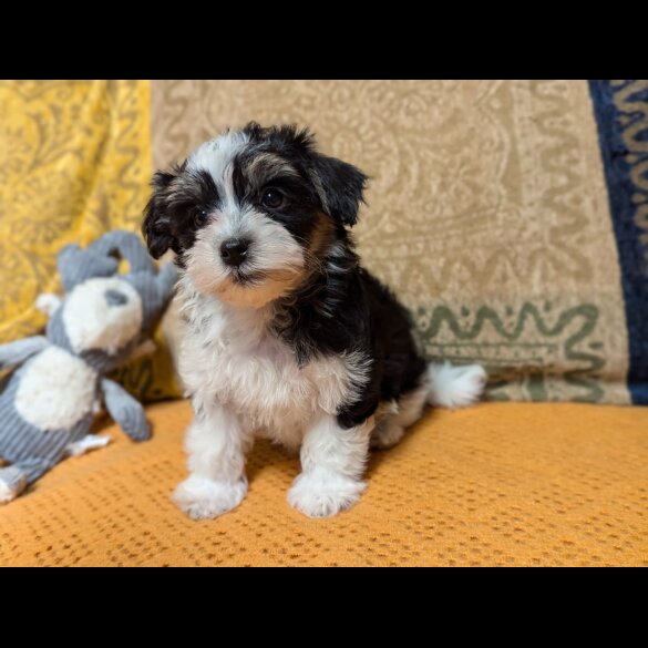 Havanese - Both