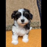 Havanese - Both