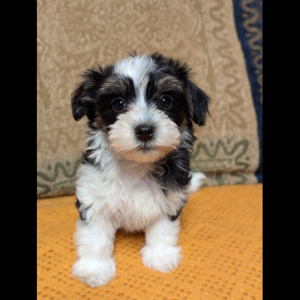 Havanese - Both