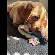 Hungarian Vizsla - Both