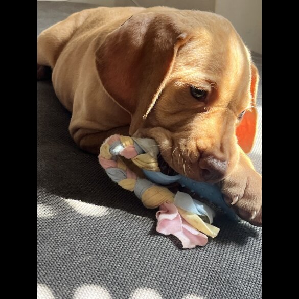 Hungarian Vizsla - Both