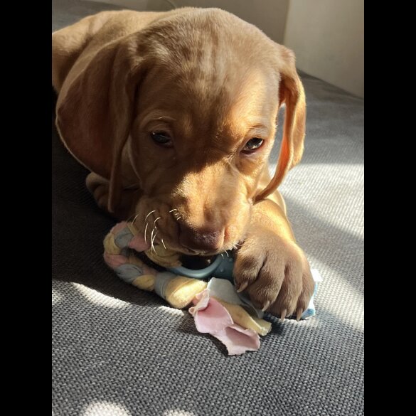 Hungarian Vizsla - Both