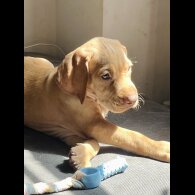 Hungarian Vizsla - Both