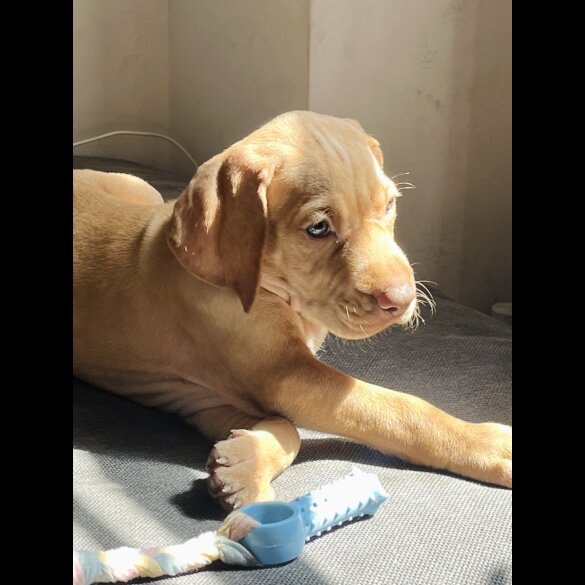 Hungarian Vizsla - Both