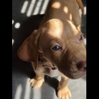 Hungarian Vizsla - Both