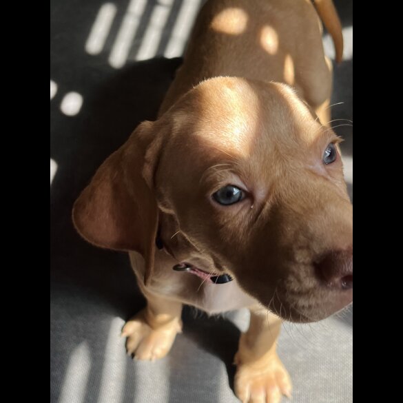 Hungarian Vizsla - Both