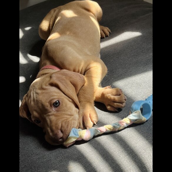 Hungarian Vizsla - Both