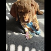 Hungarian Vizsla - Both