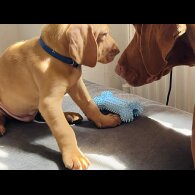 Hungarian Vizsla - Both