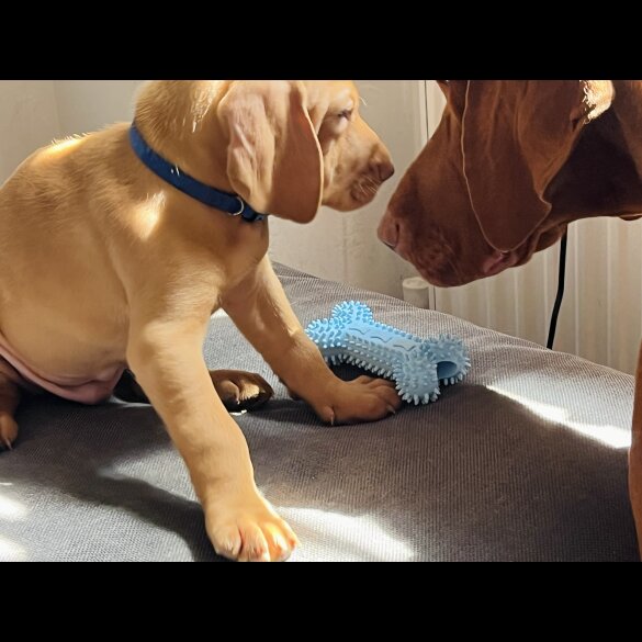 Hungarian Vizsla - Both