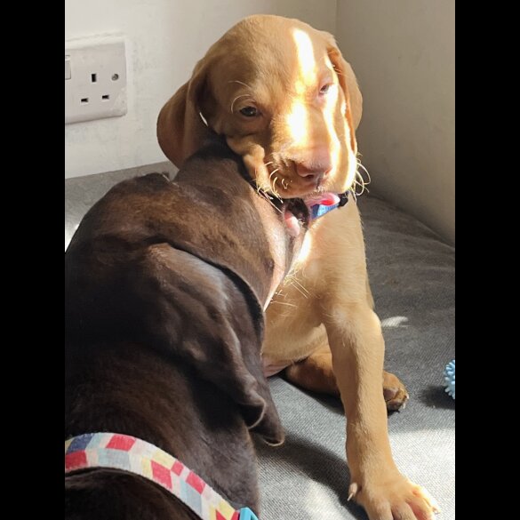 Hungarian Vizsla - Both