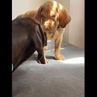 Hungarian Vizsla - Both