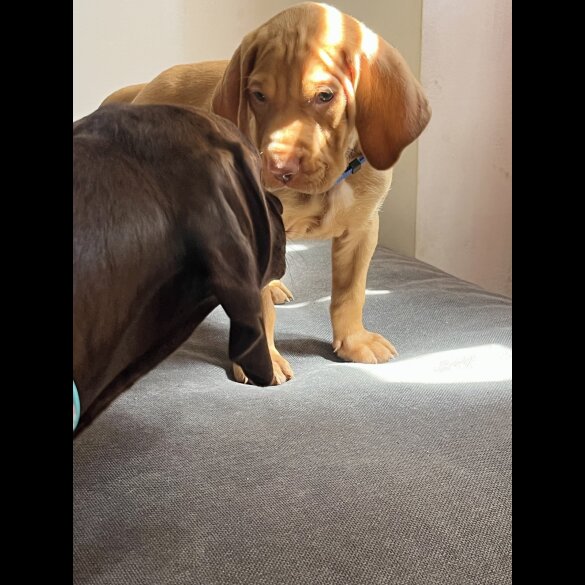 Hungarian Vizsla - Both