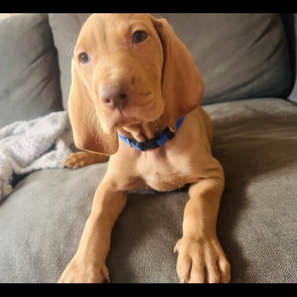Hungarian Vizsla - Both