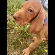 Hungarian Vizsla - Both