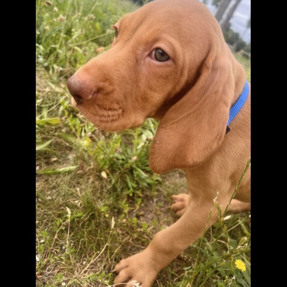 Hungarian Vizsla - Both