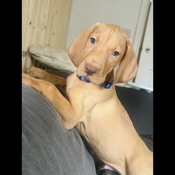 Hungarian Vizsla - Both