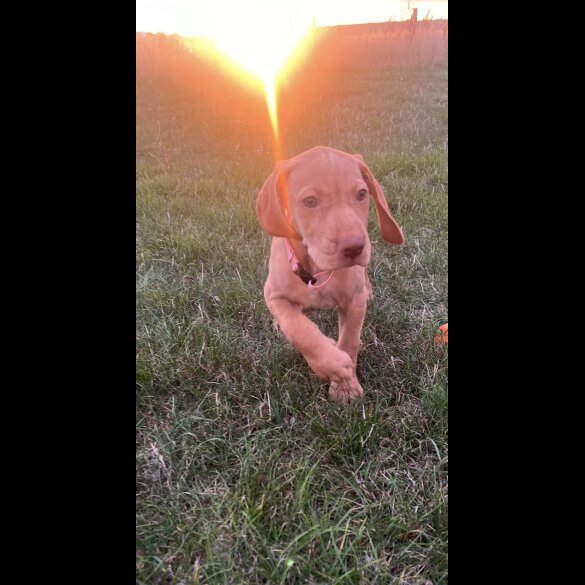Hungarian Vizsla - Both