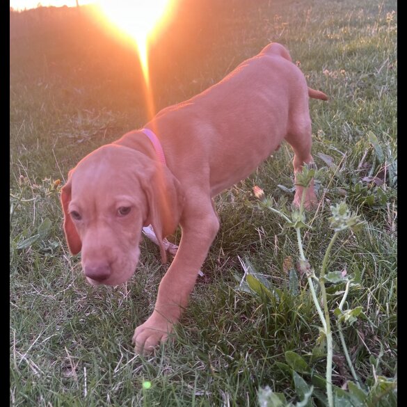 Hungarian Vizsla - Both