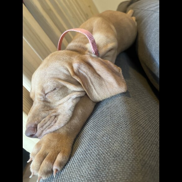 Hungarian Vizsla - Both