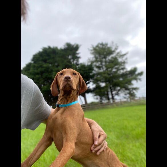 Hungarian Vizsla - Both