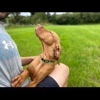 Hungarian Vizsla - Both