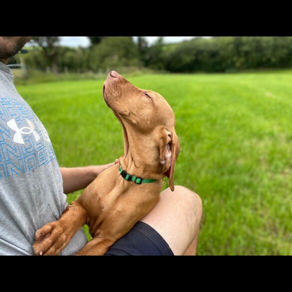 Hungarian Vizsla - Both
