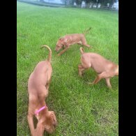 Hungarian Vizsla - Both