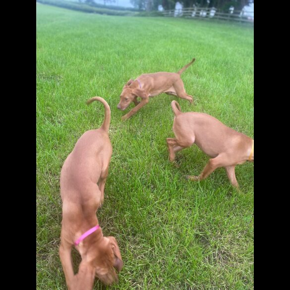Hungarian Vizsla - Both