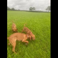 Hungarian Vizsla - Both