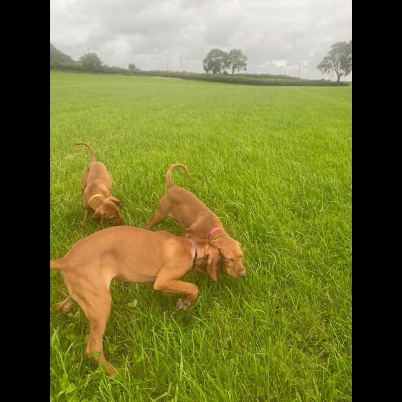 Hungarian Vizsla - Both