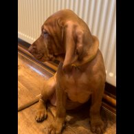 Hungarian Vizsla - Both