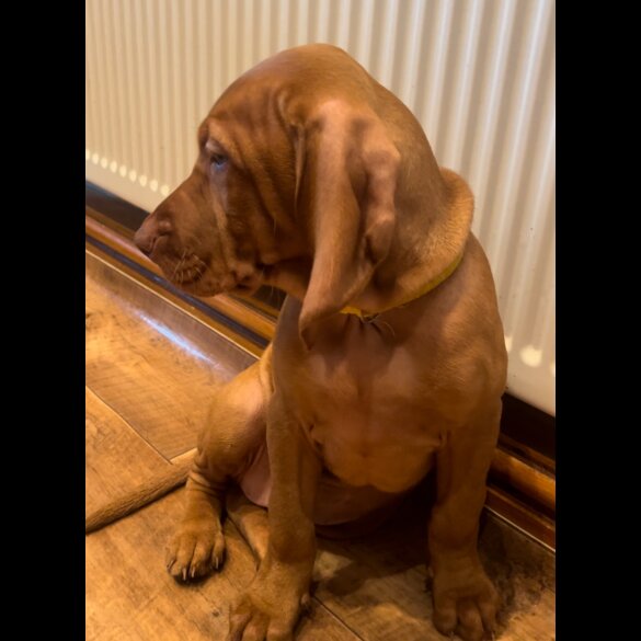 Hungarian Vizsla - Both