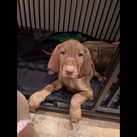 Hungarian Vizsla - Both