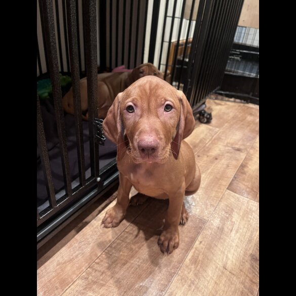 Hungarian Vizsla - Both