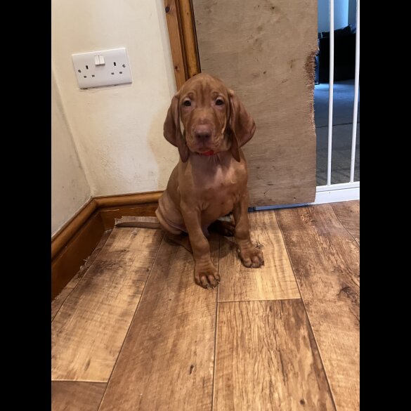 Hungarian Vizsla - Both