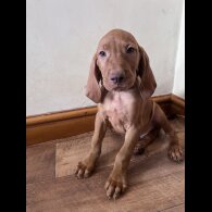Hungarian Vizsla - Both
