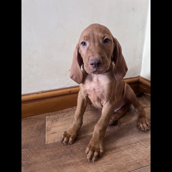 Hungarian Vizsla - Both