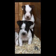 Jack Russell - Both