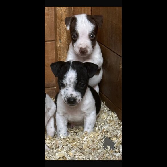 Jack Russell - Both